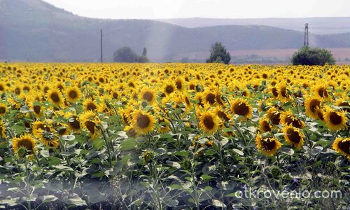 слънчогледи