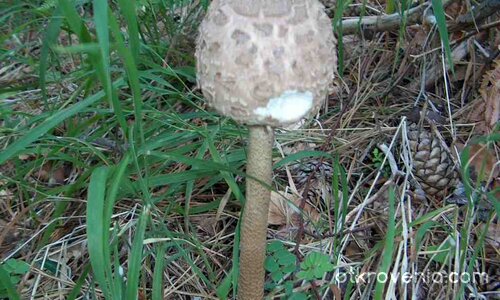 сърнела- царицата та гъбите