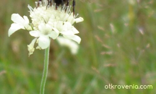 Сладкият обяд