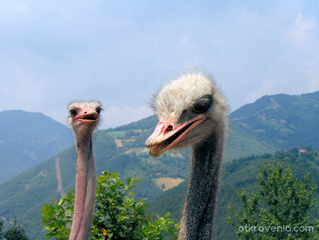 Любопитство