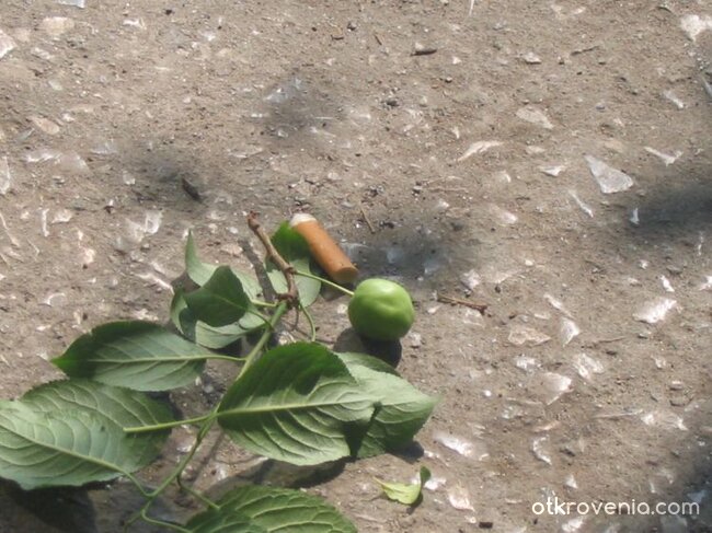 Съжителство