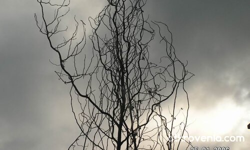 светкавични клони