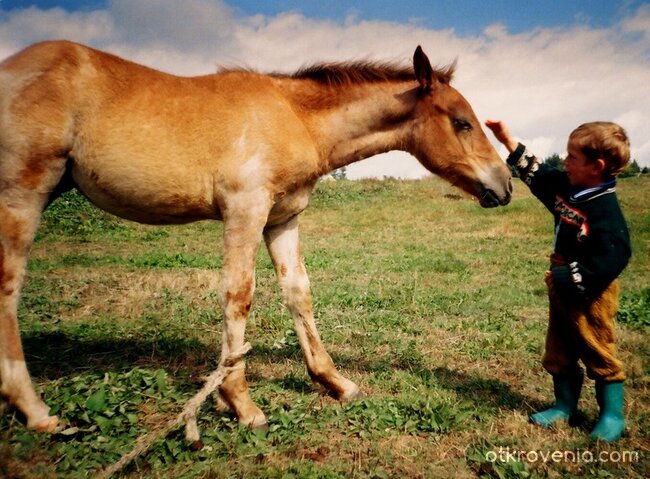 Родопите - жребче и помаче