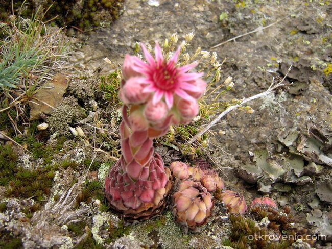 скалисто омайниче