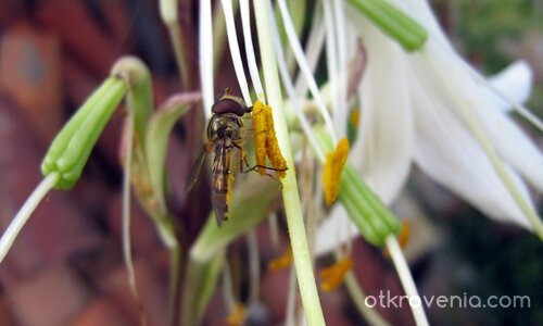 поредното насекомо...:) "макро"