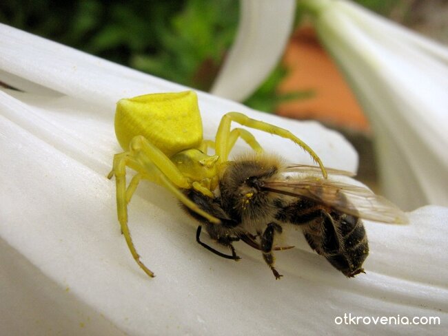 Животът на планетата Земя...
