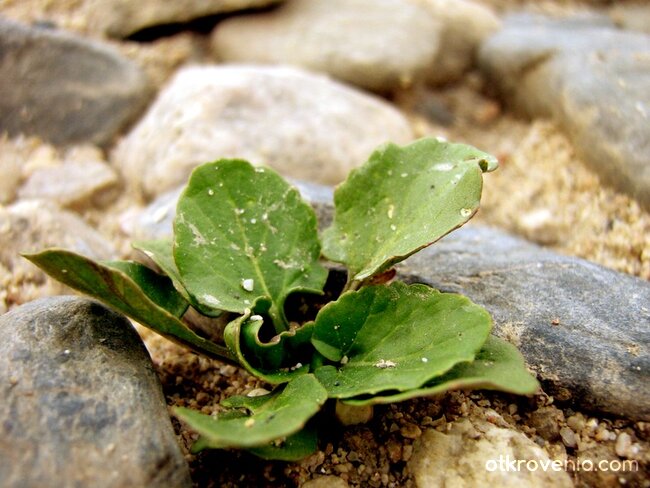 Жажда за Живот...