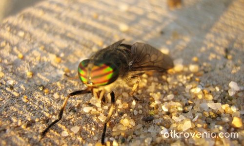 Нападателна муха по изгрев...