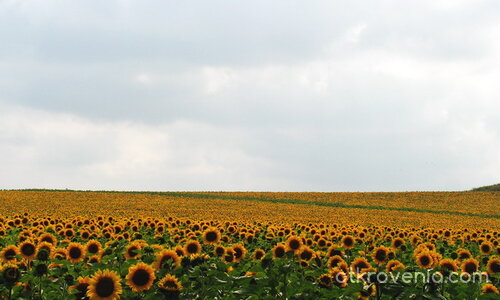Слънчогледово море