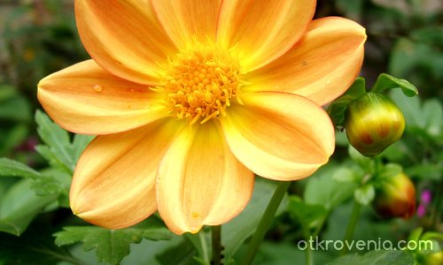 Почакай, слънце...