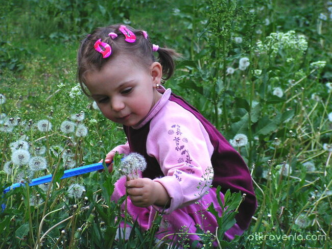 Сред глухарчета