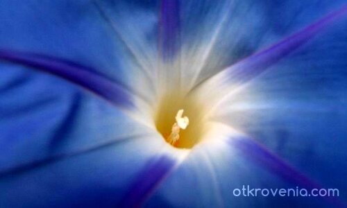 Синьото цвете на щастието