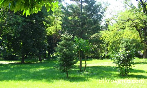 Под шарената сянка