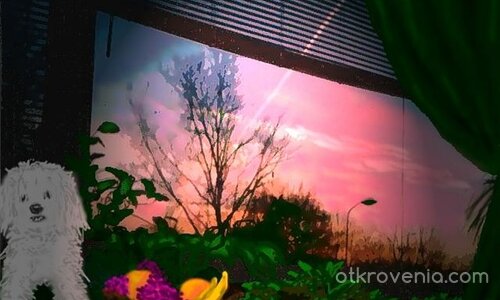 Розов залез