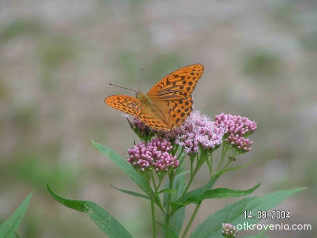 "Щрак Марийке на портрет"