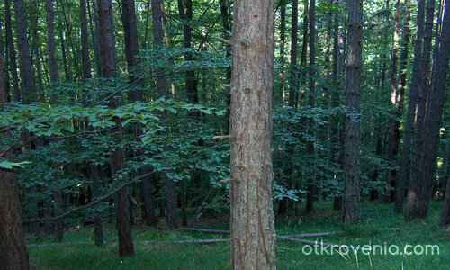 някъде из Велинград /пеизажи и елитни черборови насъждения/