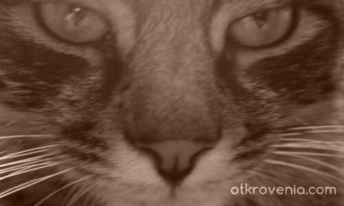 Ще ми паднете ...