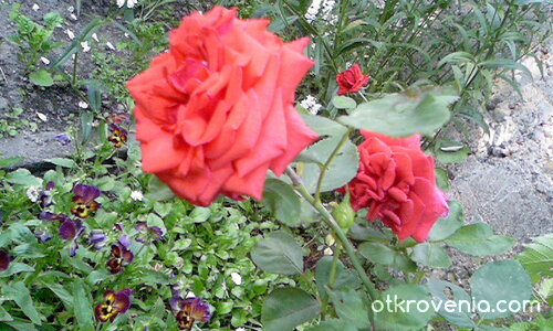 Червена роза 2