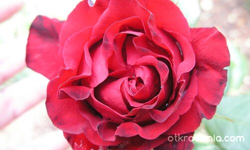 роза и сълзи