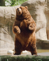 mechkata (Баган)