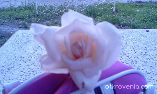 Ухаеща роза