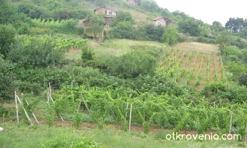 Колко ли вино ще се лей?