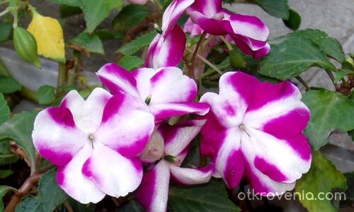 Циганско лято...