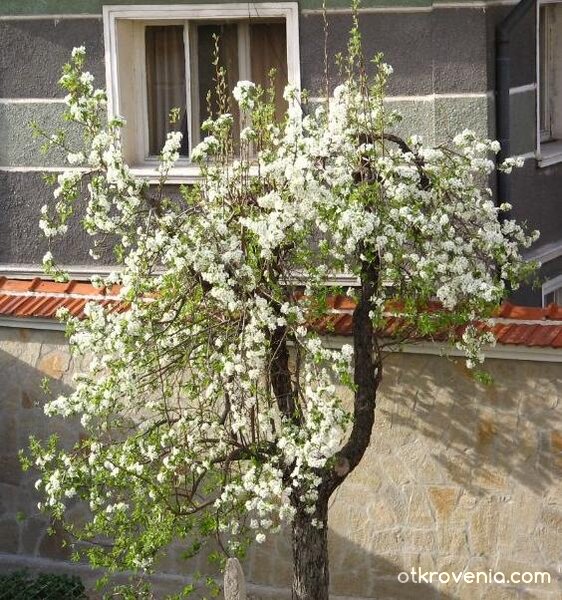 Кичестата крива круша