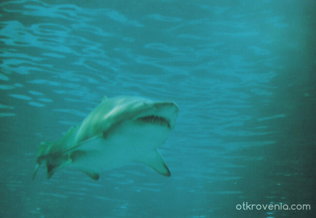 Смърт от дълбините