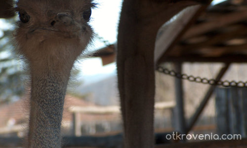 Мойте нови приятели