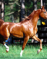 fostar (Николай Стойчев)