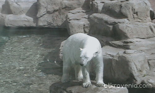 бяло мече в Линкълн Зоо