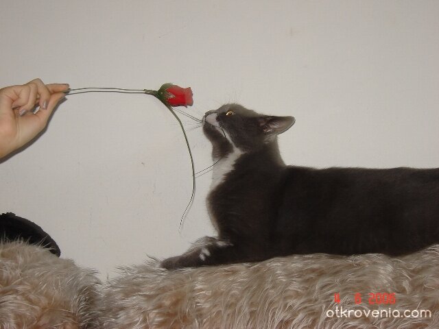 Черна котка