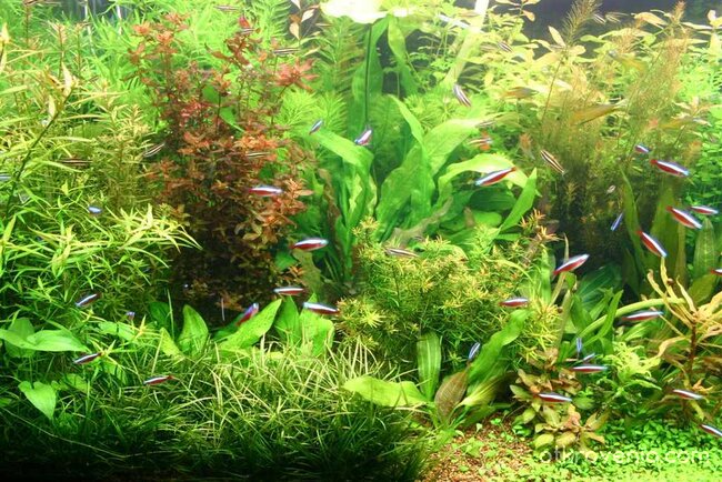 спокойствие