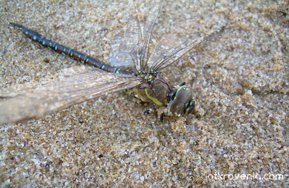 На морския бряг