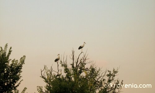 Три млади щърка...