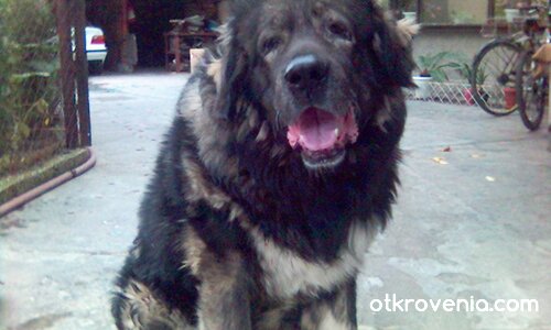 Мързи ме да лая