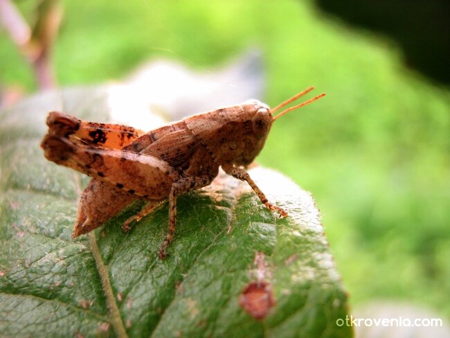 Замислено щурче връз листо на млада мушмула в утрото на днешния ден...
