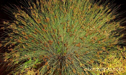 Привечер край езерцето, щъркел, плъхчета и жаби...