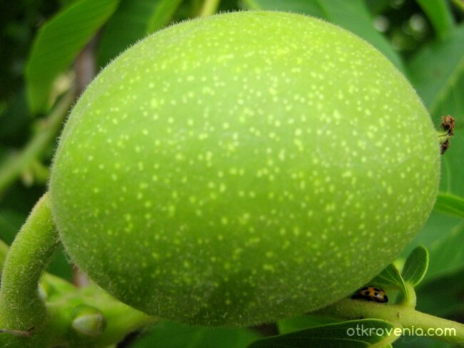 Приютяване...