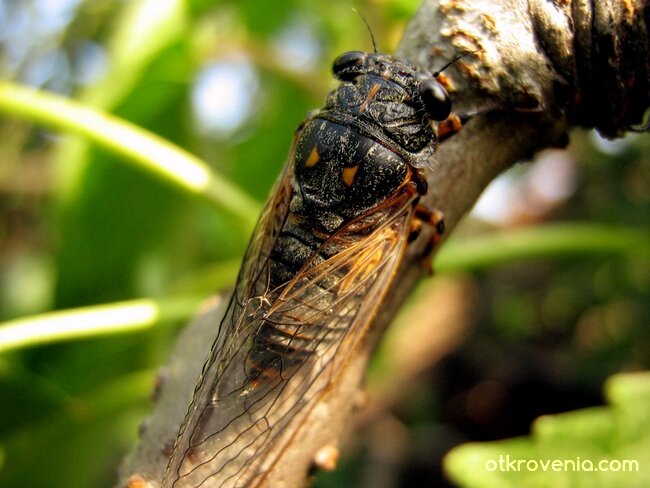 "Виновникът" за постоянното "цирикане"...:)))