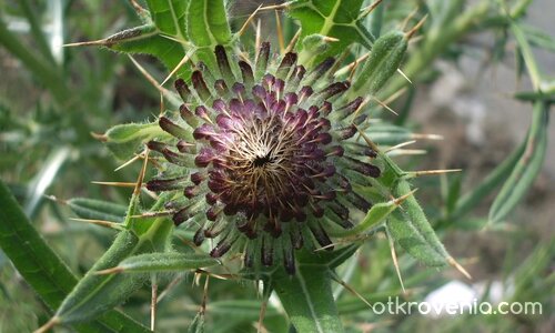 Погали ме!Моля те!