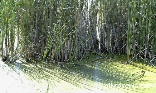 Слънчев лъч