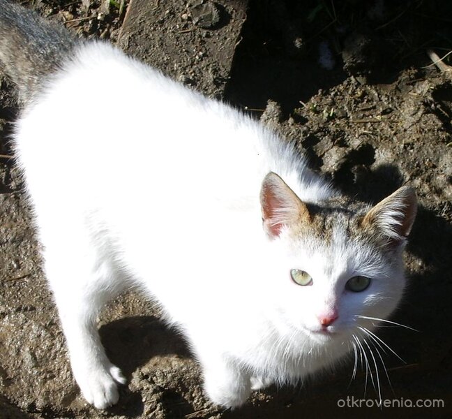 Кажи ми нещо