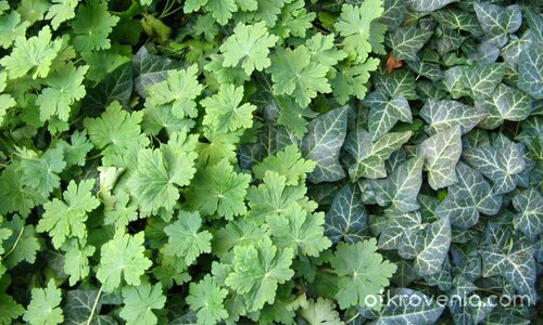 За здраве и сила