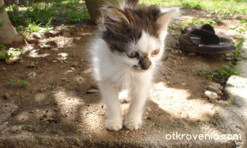 Гледа краставата жаба :)