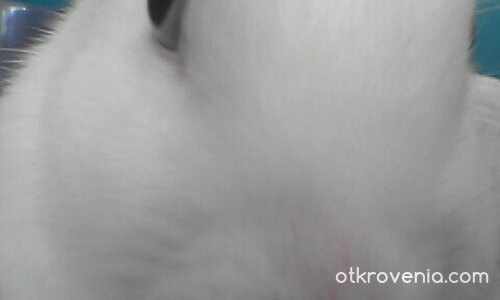 бяло неспокойство