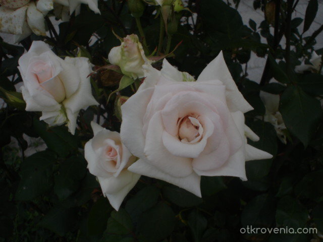 Бели розички