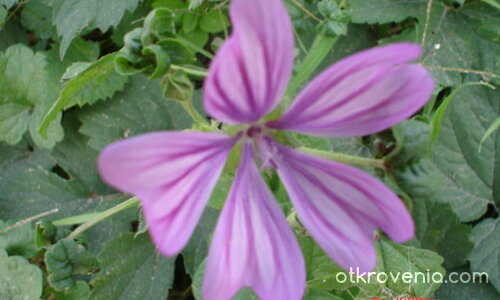 Лилаво цветенце