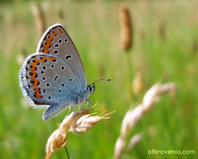 Пъстрата душа на лятото